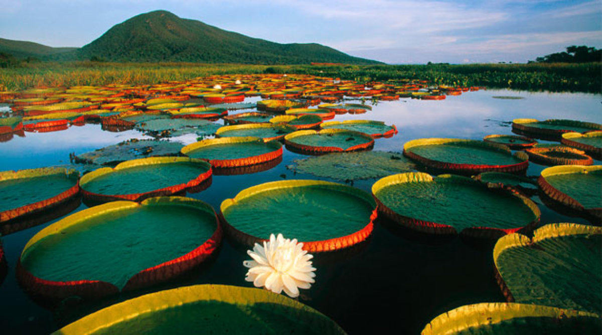 Biologia: Pantanal – O que é? Características e Preservação