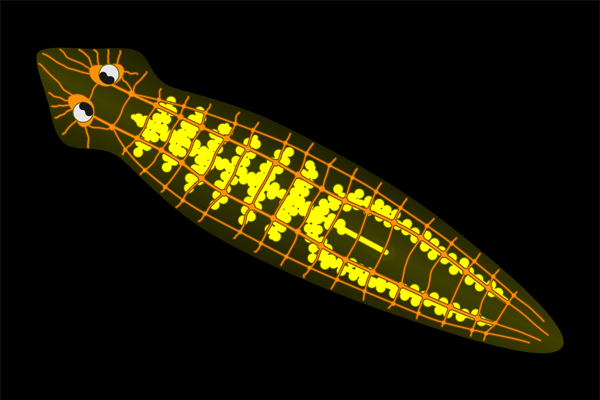 Biologia: Platelmintos: reprodução, características e doenças.