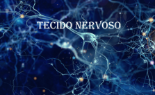 Tecido nervoso – O que é? Como é formado? Processo de sinapse 