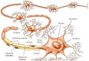 tecido nervoso