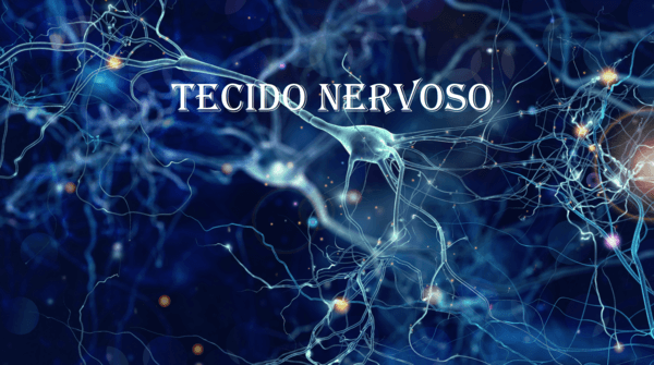 Biologia: Tecido nervoso – O que é? Como é formado? Processo de sinapse