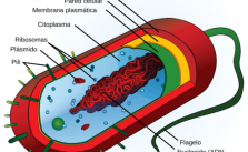 Membrana plasmática – O que é? Função, Importância e Exercícios Resolvidos! 