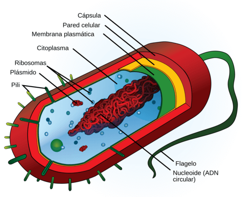 Biologia: Membrana plasmática – O que é? Função, Importância e Exercícios Resolvidos!