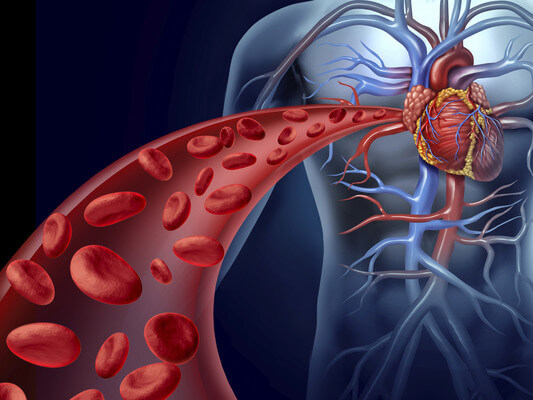 Biologia: Sistema cardiovascular – O que é? Funções, Órgãos e Importância