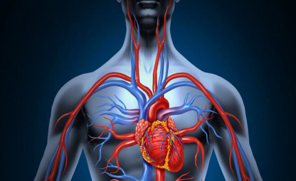 Sistema cardiovascular2