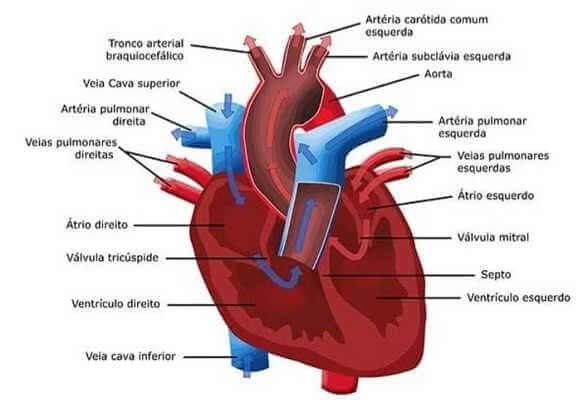 Sistema cardiovascular3