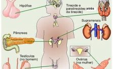 Sistema endócrino – Função, Órgãos e Importância 