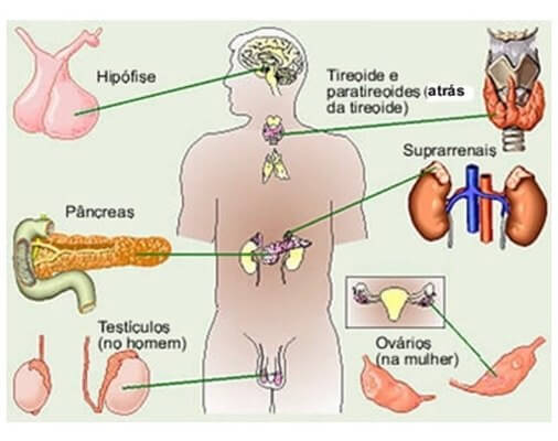 Biologia: Sistema endócrino – Função, Órgãos e Importância