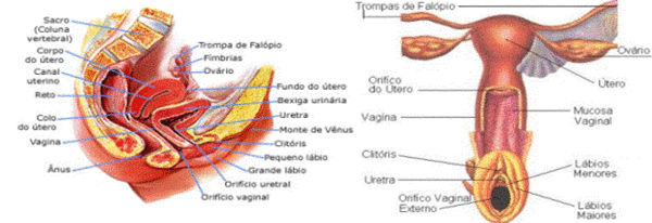 Sistema reprodutor feminino