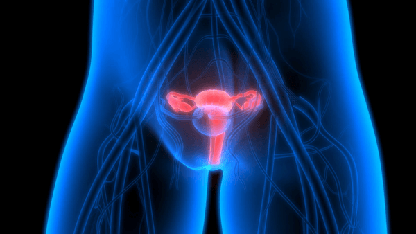 Biologia: Sistema reprodutor feminino – Função, Órgãos e Importância