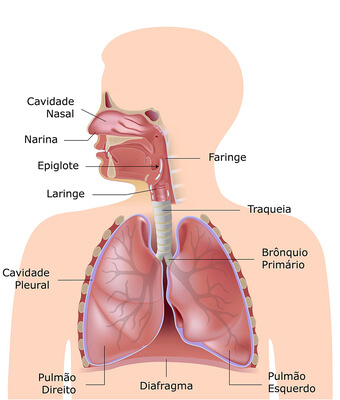 Sistema respiratório