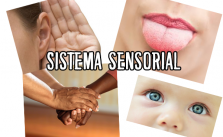 Sistema Sensorial – O que é? Funções, Órgãos que fazem parte e Importância 