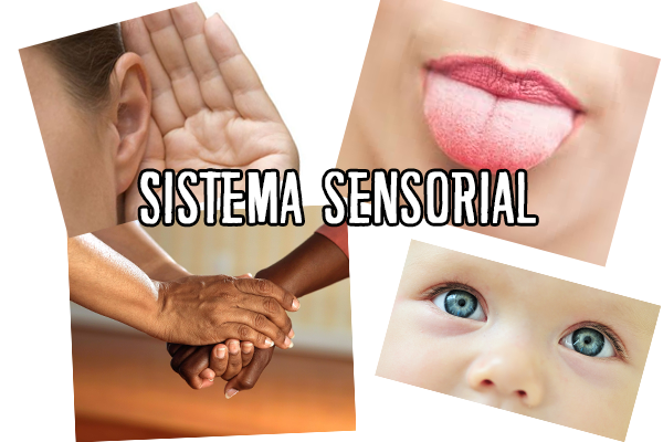 Biologia: Sistema Sensorial – O que é? Funções, Órgãos que fazem parte e Importância