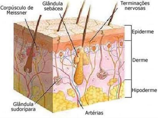 Sistema tegumentar