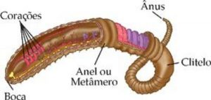 anelídeos