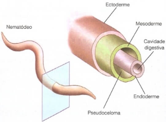 nematelmintos