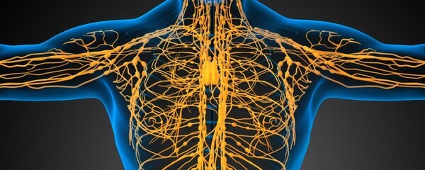 Biologia: Sistema linfático – O que é? Quais as funções? Órgãos que fazem parte e sua importância