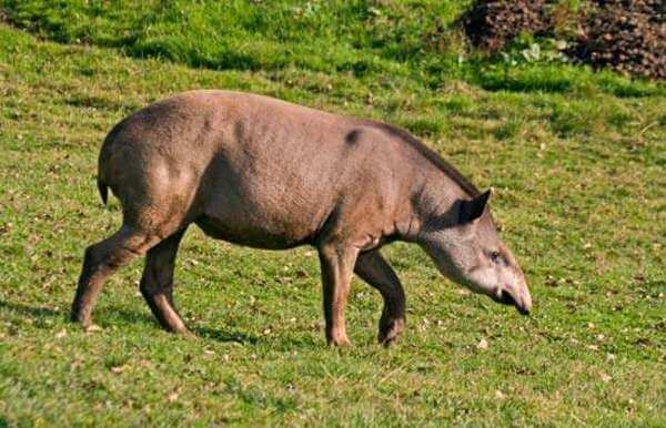 Animais em extinção