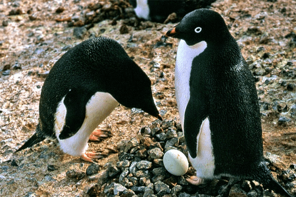 Animais ovíparos