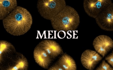 Meiose – O que é? Fases, Características 