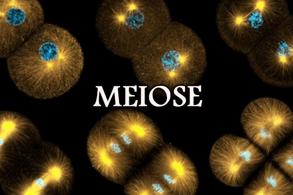 Meiose