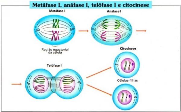 Meiose2