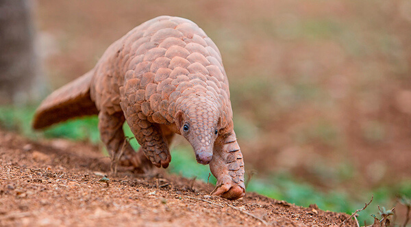 Animais em extinção