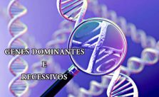 Genes Dominantes e Recessivos – O que são? Composição e Características 