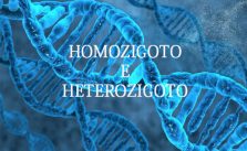 Homozigoto e Heterozigoto – O que são? Características e Exercícios 