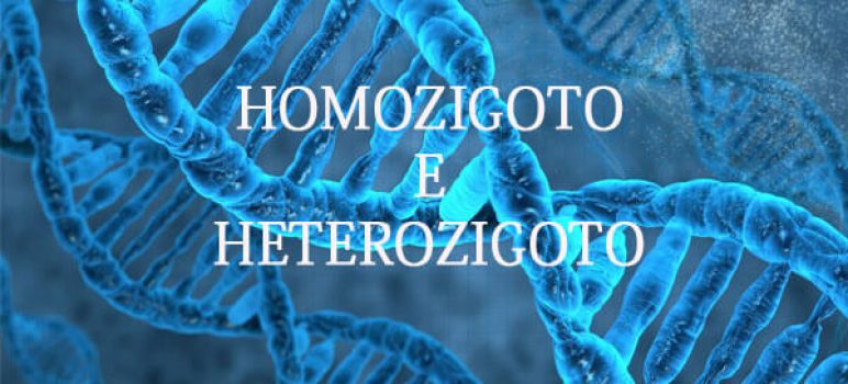 homozigoto heterozigoto