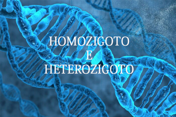 Biologia: Homozigoto e Heterozigoto – O que são? Características e Exercícios