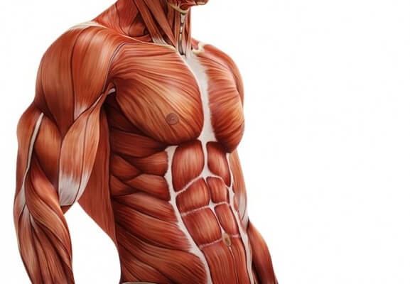 Biologia: Músculos do Corpo Humano – O que são? Características e Funções