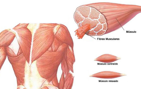 Músculos
