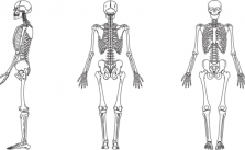 Ossos do corpo humano – Quais são? Função e Características 