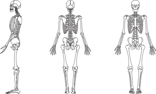 Biologia: Ossos do corpo humano – Quais são? Função e Características