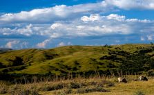 Pampa – Características, Vegetação, Clima e Fauna 