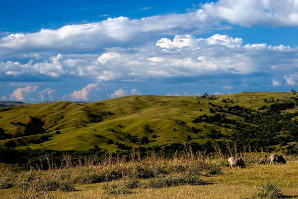 Geografia: Pampa – Características, Vegetação, Clima e Fauna