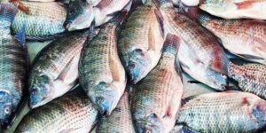 Peixe