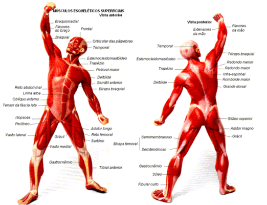 Sistema Muscular