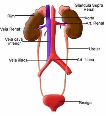 Sistema excretor