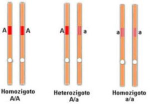 homozigoto heterozigoto