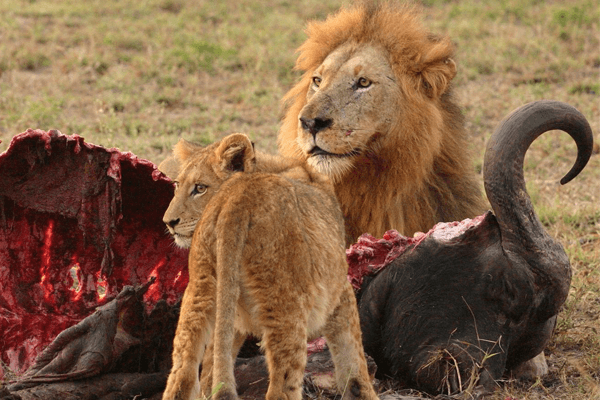 Biologia: Animais carnívoros – O que são? Características, Exemplos e Classificação