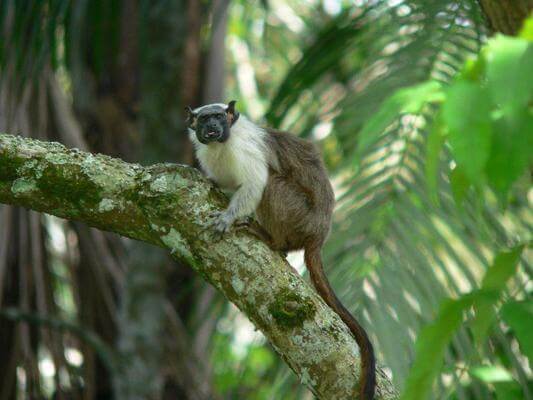 Animais em extinção