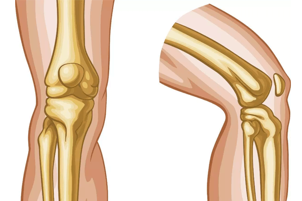 Biologia: Articulações do Corpo Humano – O que são? Órgãos, Funções e Importância