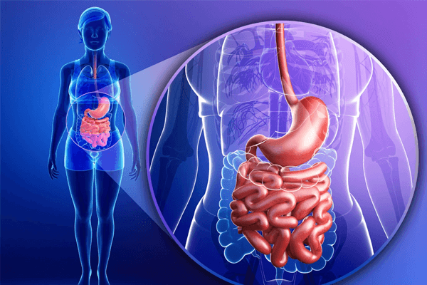 Biologia: Digestão – O que é? Como funciona? Tempo e Exercícios Resolvidos