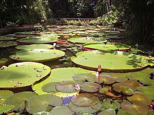 Floresta Amazônica