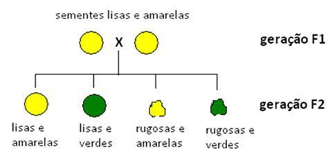 Leis de Mendel