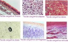 Tecido Conjuntivo – O que é? Funções, Órgãos e Importância 