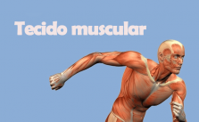 Tecido Muscular – O que é? Característica, Composição e Exercícios Resolvidos 