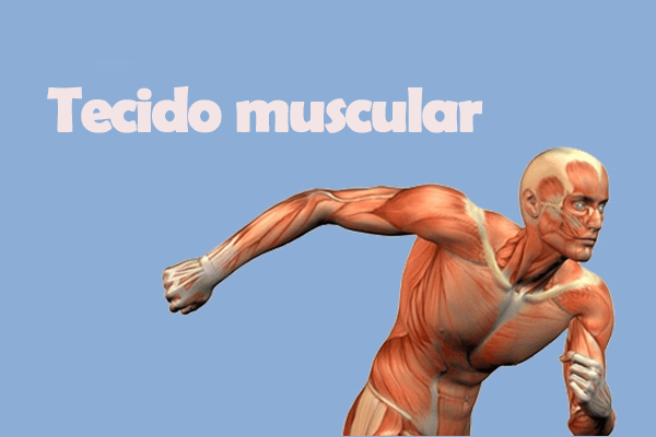 Biologia: Tecido Muscular – O que é? Característica, Composição e Exercícios Resolvidos